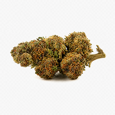 WHITE SHARK -GOLD-