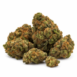MANGO - GOLD - CBE 40%